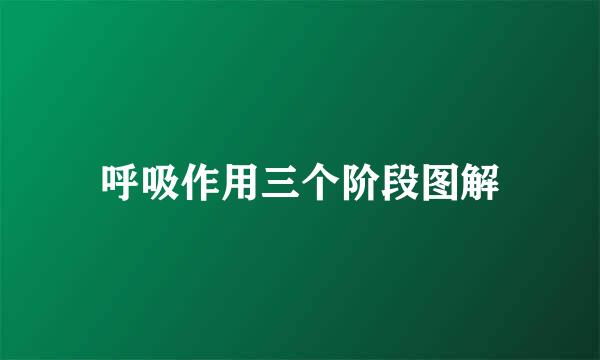 呼吸作用三个阶段图解