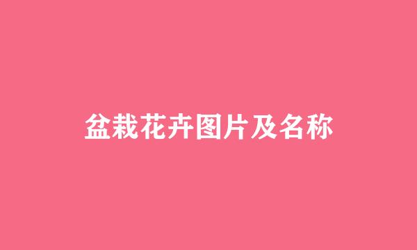 盆栽花卉图片及名称