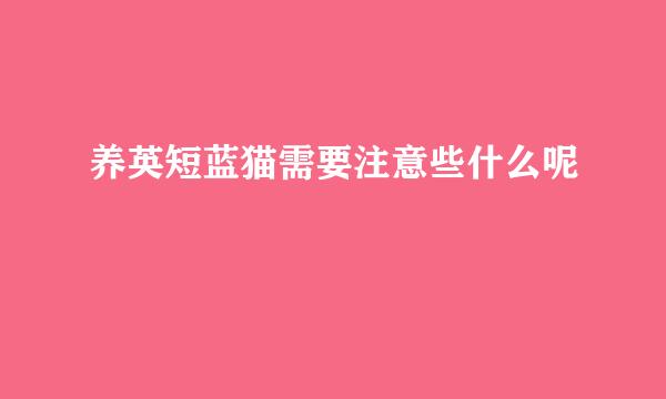 养英短蓝猫需要注意些什么呢