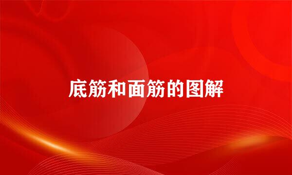 底筋和面筋的图解