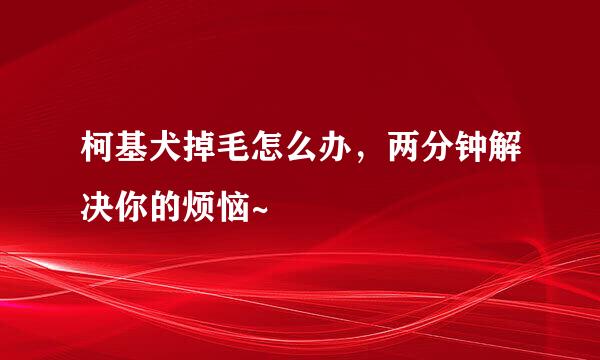 柯基犬掉毛怎么办，两分钟解决你的烦恼~