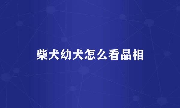 柴犬幼犬怎么看品相