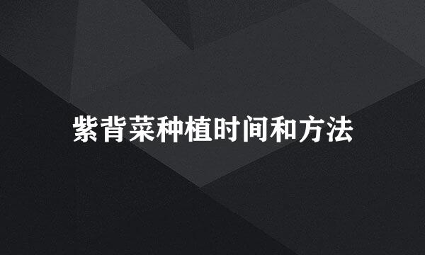 紫背菜种植时间和方法