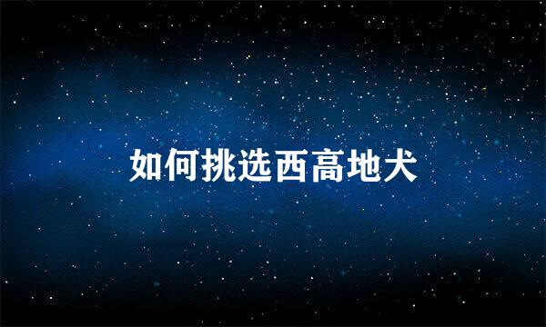 如何挑选西高地犬
