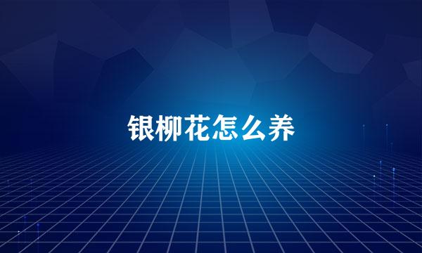 银柳花怎么养
