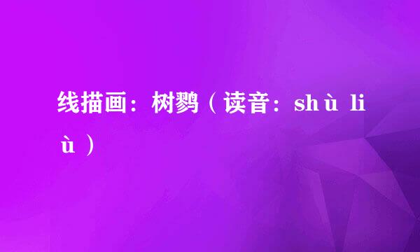 线描画：树鹨（读音：shù liù）