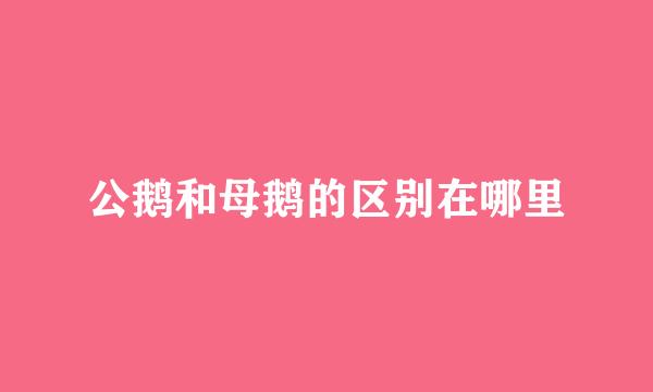 公鹅和母鹅的区别在哪里