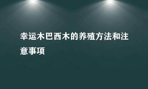 幸运木巴西木的养殖方法和注意事项