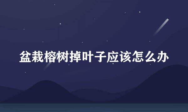 盆栽榕树掉叶子应该怎么办