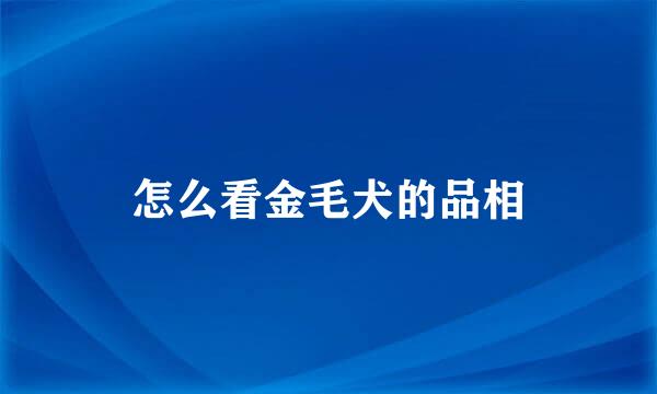 怎么看金毛犬的品相