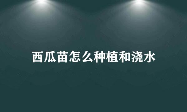 西瓜苗怎么种植和浇水
