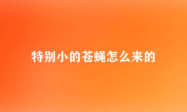 特别小的苍蝇怎么来的