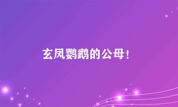 玄凤鹦鹉的公母！