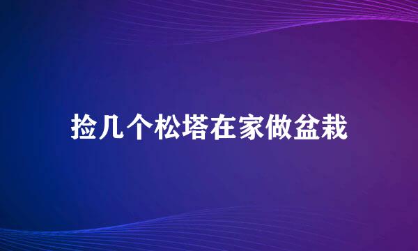 捡几个松塔在家做盆栽
