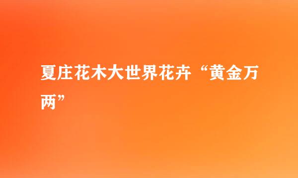 夏庄花木大世界花卉“黄金万两”