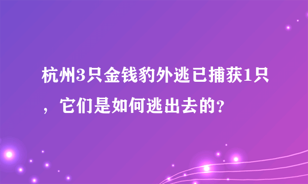 杭州3只金钱豹外逃已捕获1只，它们是如何逃出去的？
