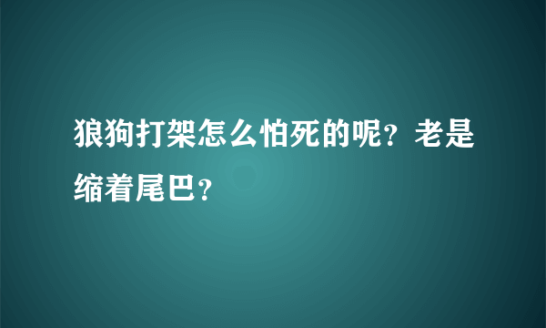 狼狗打架怎么怕死的呢？老是缩着尾巴？