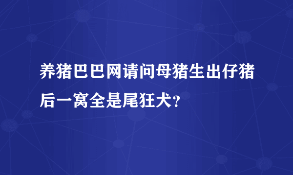 养猪巴巴网请问母猪生出仔猪后一窝全是尾狂犬？
