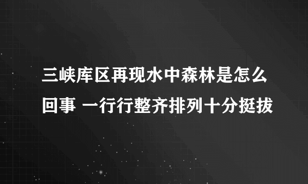三峡库区再现水中森林是怎么回事 一行行整齐排列十分挺拔