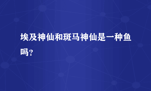 埃及神仙和斑马神仙是一种鱼吗？