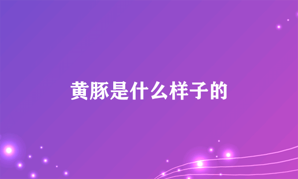 黄豚是什么样子的