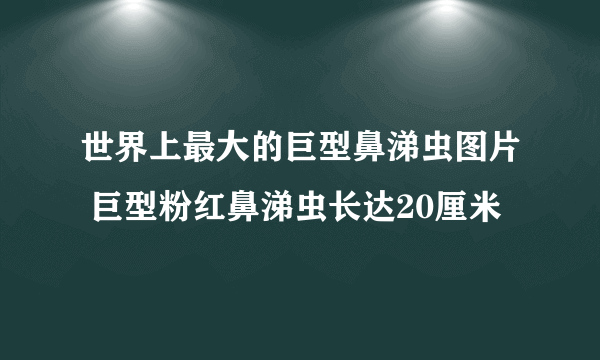 世界上最大的巨型鼻涕虫图片 巨型粉红鼻涕虫长达20厘米